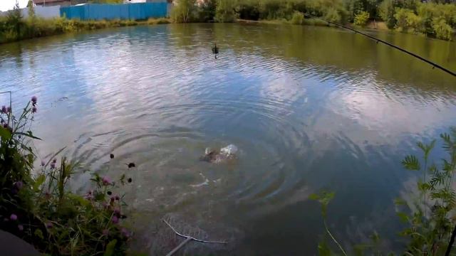 КАРП НА ФИДЕР. ПЛАТНЫЙ ВОДОЕМ. смотреть онлайн