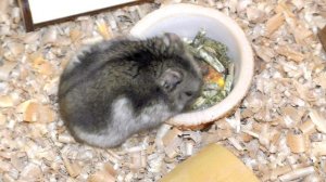 Где купить и как выбрать хомяка? Покупка хомяка в зоомагазине и не только