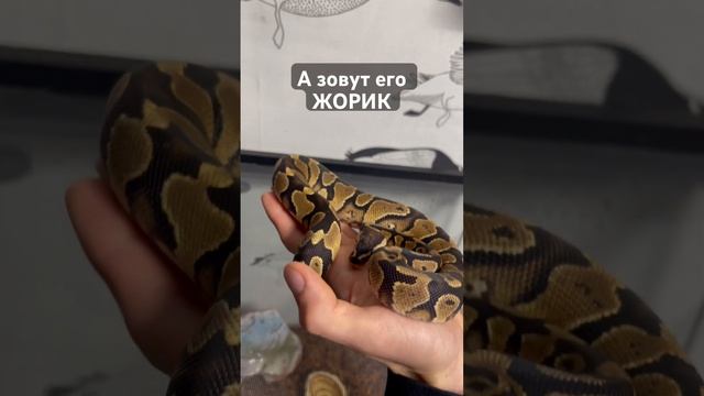 Королевский питон? смотреть онлайн