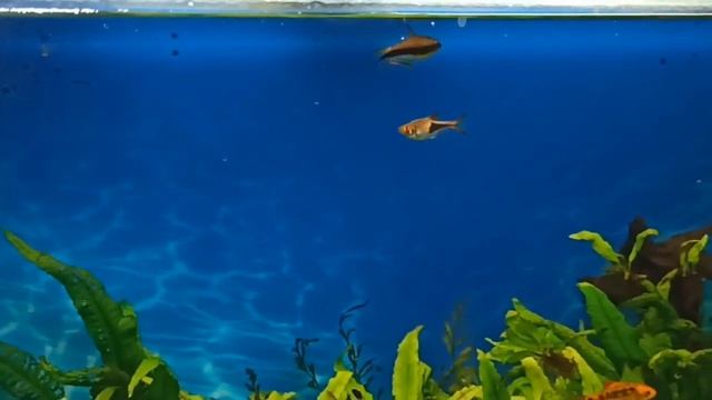 Купила замороженный корм рыбкам/Ужин в аквариуме/I bought frozen fish food смотреть онлайн