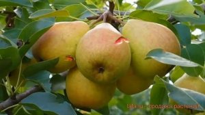 Груша плодовая Память Жегалова (pamiat zhegalova) ? обзор: как сажать, саженцы груши Память Жегалов