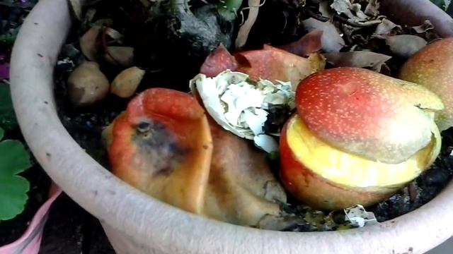 Rosal Rosas Abracadabra/Rosal Roses Abracadabra #jardinfeliz