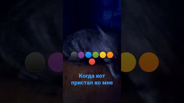почему у меня такой кот пристает ко мне смотреть онлайн