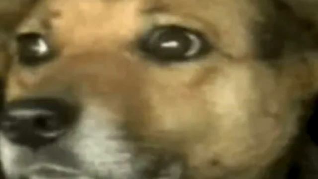 Мужчина взглянул на собаку и ее щенят, как вдруг увидел торчащую руку, от такого мурашки по телу смотреть онлайн