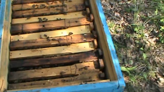 Поездка за мёдом на болото на мотобуксировщике Бурлак 2М смотреть онлайн