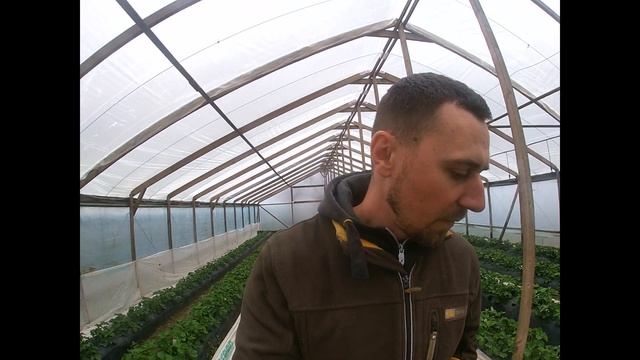 Как "нокаутировать" гнили на клубнике?! смотреть онлайн