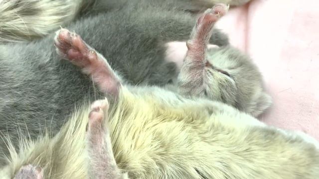 Newborn kittens meow loudly | Mother cat nursing kittens смотреть онлайн