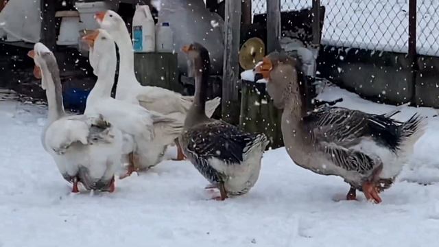 Отправка гусей в Хабаровск и Омск. Тульские и Ленточные гуси . смотреть онлайн