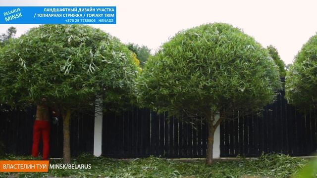 СТРИЖКА_ИВА ЛОМКАЯ /ракита/ Я ШИКАРНО СТРИГУ ИВЫ  #ВЛАСТЕЛИНТУЙ/стрижкатуиМинск / Ива в саду обрезк