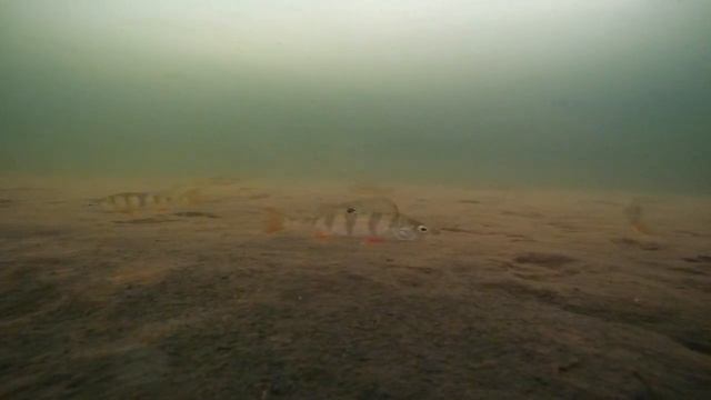 Окункуль подо льдом смотреть онлайн