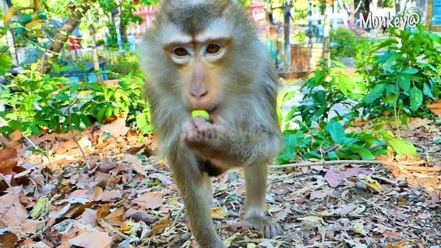 OMG..! The small baby RomiO is trying to learn the tree. смотреть онлайн