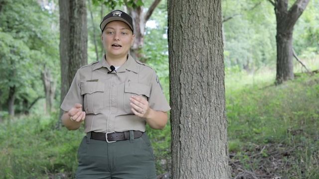 Tree Identification смотреть онлайн