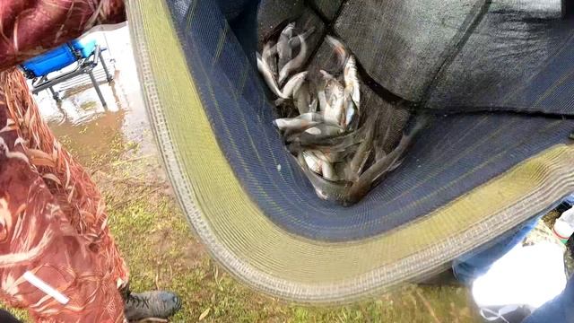 Фидерные посиделки. Ловля на фидер. Донная удочка. Братское водохранилище. Иркутская область. смотреть онлайн