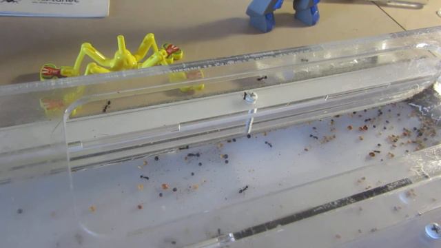 муравьиная ферма #46 НОВАЯ МАТКА!!! смотреть онлайн