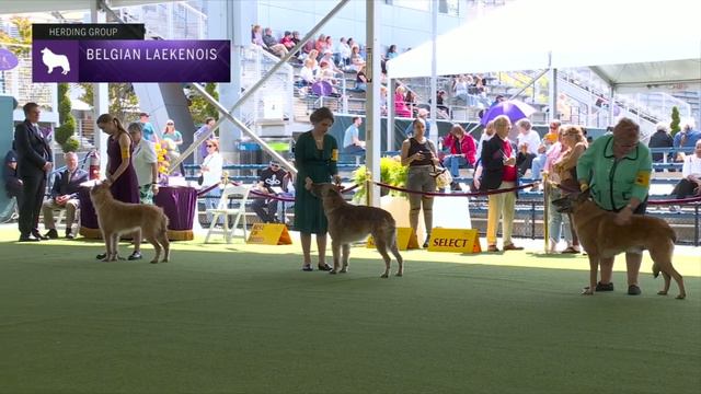 Belgian Laekenois | Breed Judging 2023 смотреть онлайн