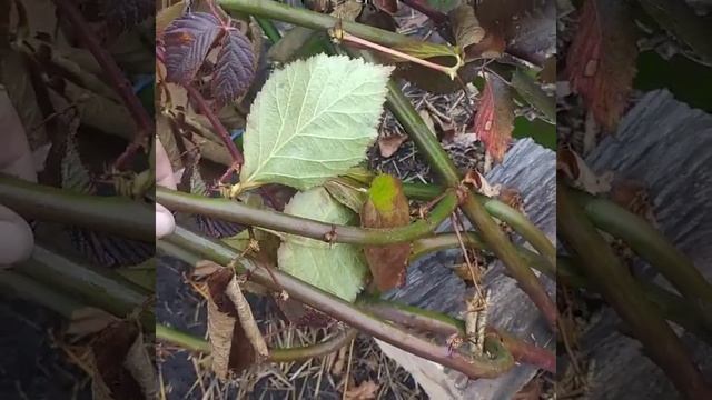 укрываю ежевику на зиму смотреть онлайн