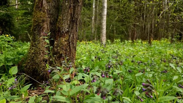 Целебные Звуки Леса, Пение Птиц Для Спокойного Сна и Глубокой Релаксации смотреть онлайн