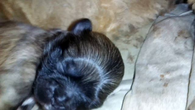 Нам уже неделя. Щенки пекинеса? смотреть онлайн