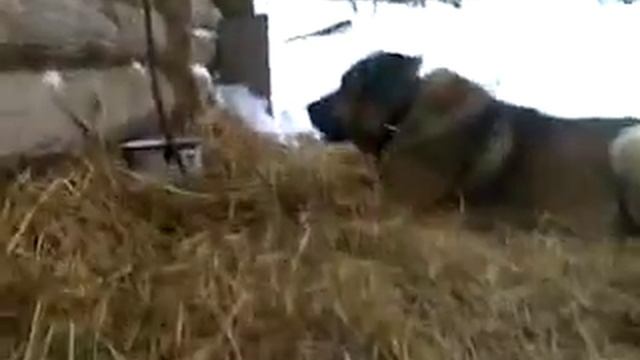 Барк смотреть онлайн