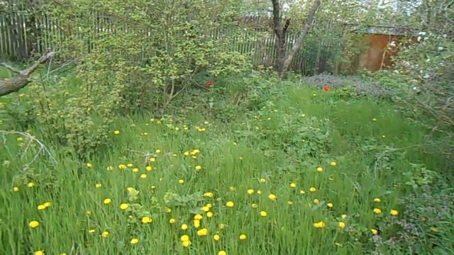 Цветущий апрель. Весна Краснодарский край. смотреть онлайн