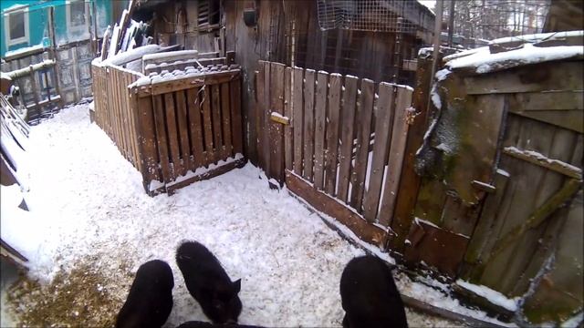 Домашнее разведение вьетнамских свиней смотреть онлайн