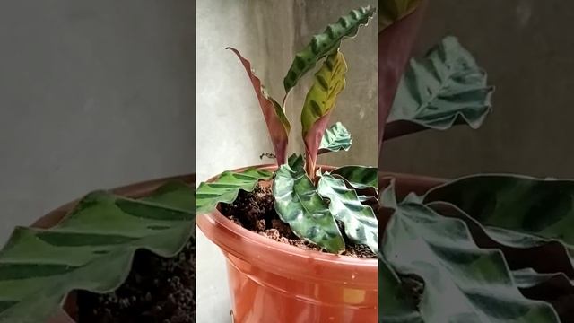 CALATHEA LANCIFOLIA INDOOR PLANTS #short смотреть онлайн