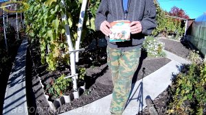 Подготовка винограда к зиме осенью.Необходимые работы на винограднике осенью.Уход за виноградником.