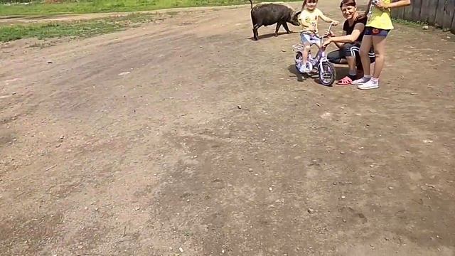 Священные животные забайкальских деревень. смотреть онлайн