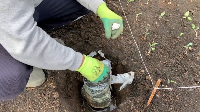 ПОКУПКА ДЕРЕВЬЯ ИЗ АМЕРИКИ ОРЕХ , ХУРМА смотреть онлайн