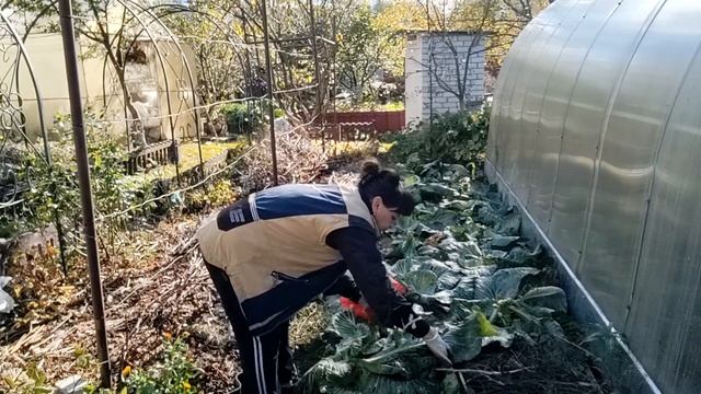 Живая посылка от подписчицы. Убираю урожай. Готовимся к зиме. Жизнь семьи в деревне. смотреть онлайн