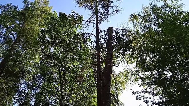 500 #асмр шагов по лесу? Близкий шепот✨| 500 #asmr steps through the forest ? A close whisper ✨ смотреть онлайн