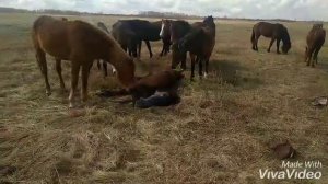 Рождение жеребёнка. Как это.