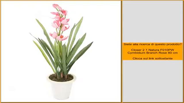 Closer 2 1 Natura F010PW Cymbidium Branch Rose 80 cm смотреть онлайн
