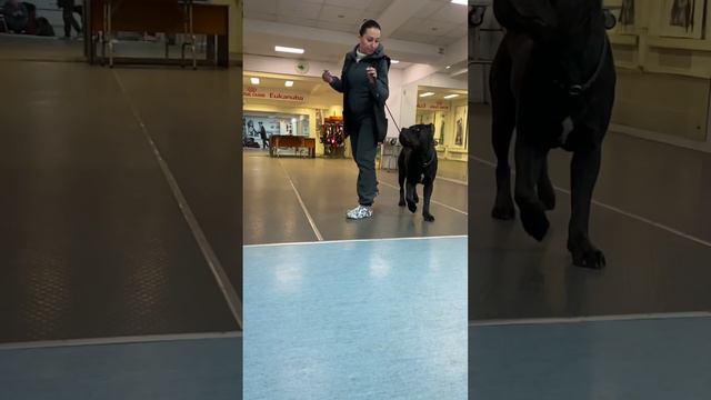 Талисман❤️#tttt #cane #канекорсо #canecorso #canecorsoitaliano #канекорсоитальяно