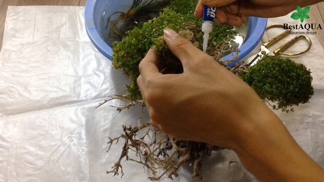 How to make a Bonsai for Aquarium With Micranthemum 'Monte Carlo' смотреть онлайн