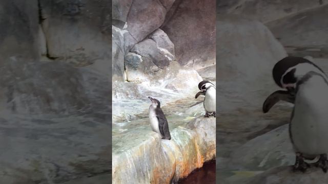 Как мы с мужем сходили в Московский зоопарк! Moscow Zoo 2023 смотреть онлайн