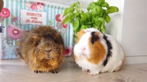 ? Лучшие КОКТЕЙЛИ ОТ МОРСКИХ СВИНОК Бузи и Кузи | Челлендж