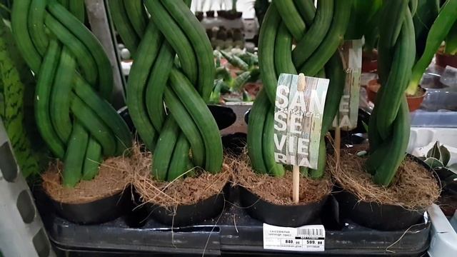 Сансевиерия/sansevieria.