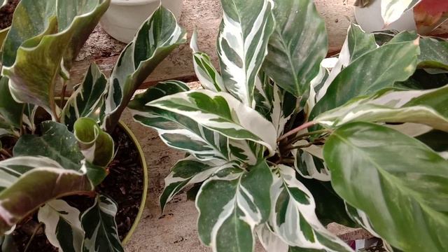 cara merawat calathea white fusion смотреть онлайн
