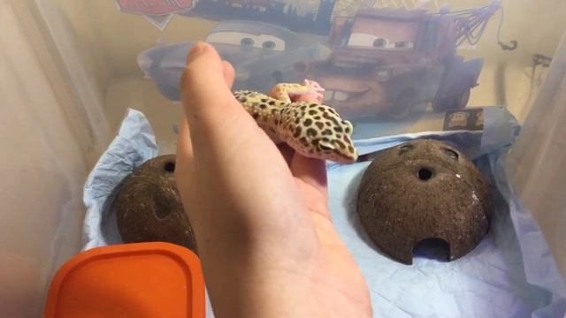 МОЯ ЯЩЕРИЦА ПЯТНИСТЫЙ ЭУБЛЕФАР. MY LIZARD SPOTTED ABLEFOR смотреть онлайн