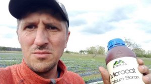 Кальций+Бор. Очень важная подкормка.Краткий обзор нашей клубники(земляники садовой).