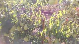 Груша Ноябрьская и Яблунивська