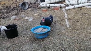 Инкубация яиц индоутки