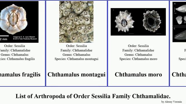 List of Arthropoda of Order Sessilia Family Chthamalidae. chthamalus moro intermedia fragilis Hulu смотреть онлайн