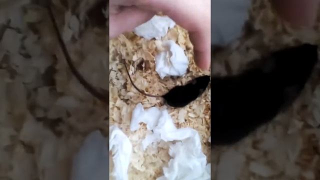 Наш новый зверёк?мышка смотреть онлайн