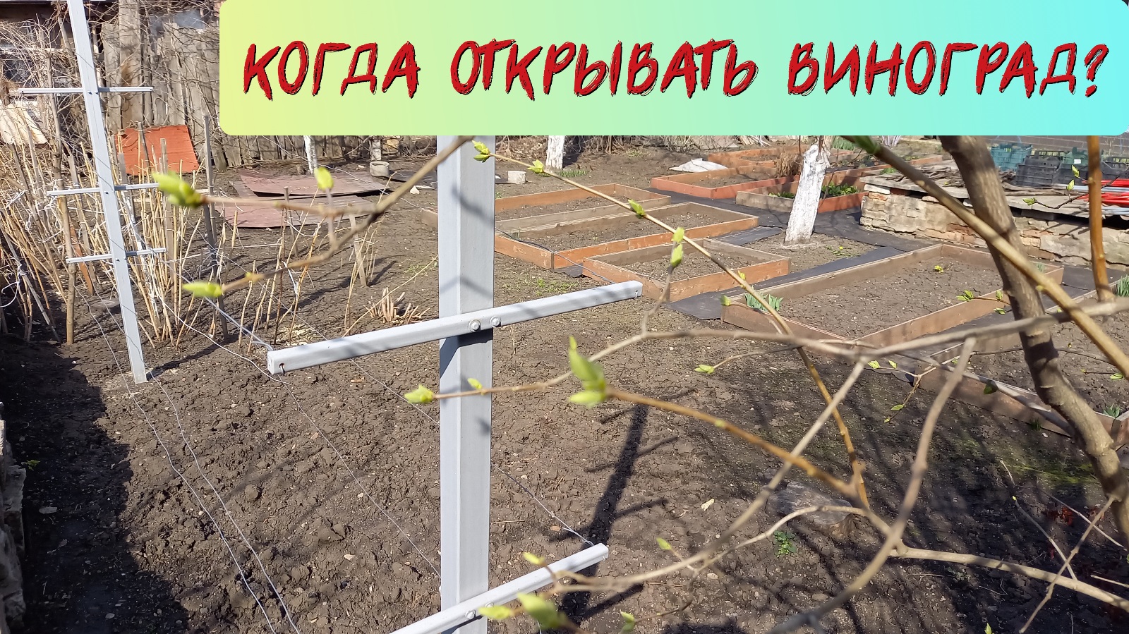 Когда открывать виноград? смотреть онлайн