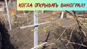 Когда открывать виноград?