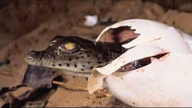 Нільський крокодил(все про крокодила) смотреть онлайн