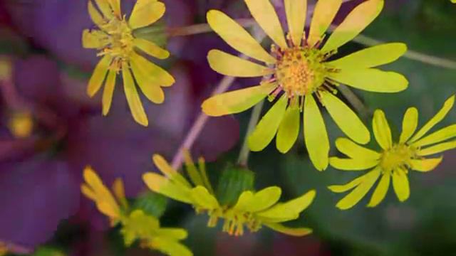 Richard Clayderman...Flowers flowers flowers смотреть онлайн