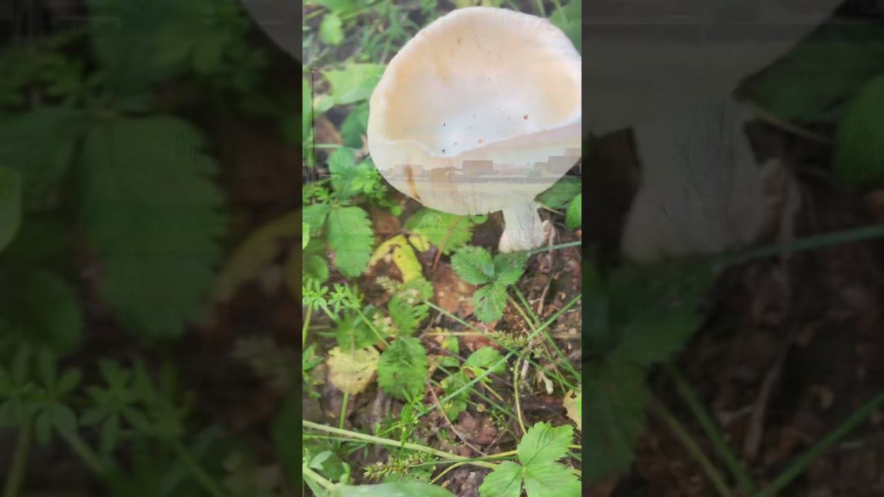 Что видит ребенок растущий в селе #bashkortostan #башкирия #деревня #село смотреть онлайн